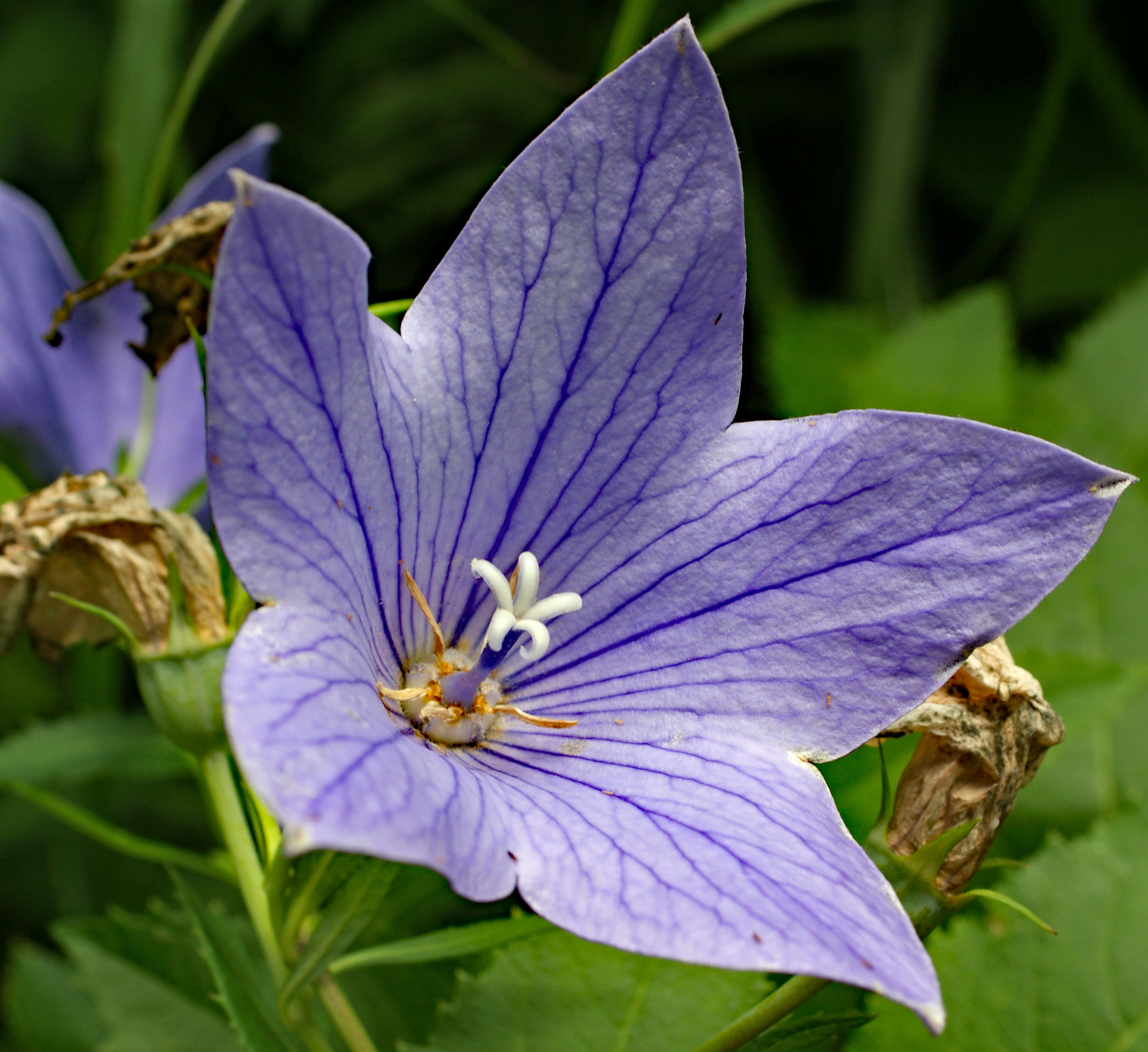 桔梗ページ 跡見群芳譜(野草譜 キキョウ)